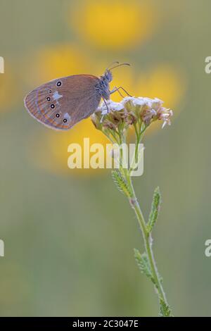 Castagno Heath (Coenonympha glicerion) seduta su fiore, Baviera, Germania Foto Stock