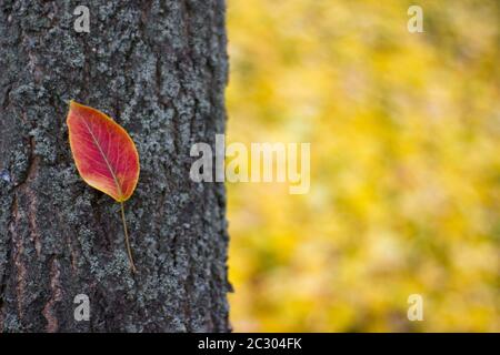 Bella foglia su un tronco di albero - natura closeup all'aperto, posto per un'iscrizione Foto Stock