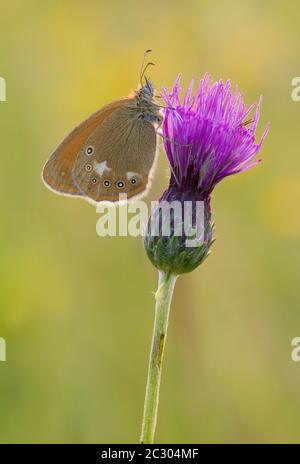 La brughiera di castagno (glicerina di Coenonympha) siede sul fiore di fiocco, Baviera, Germania Foto Stock