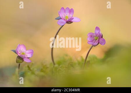 Liverwort (Hepatica nobilis), fioritura rosa, Baviera, Germania Foto Stock