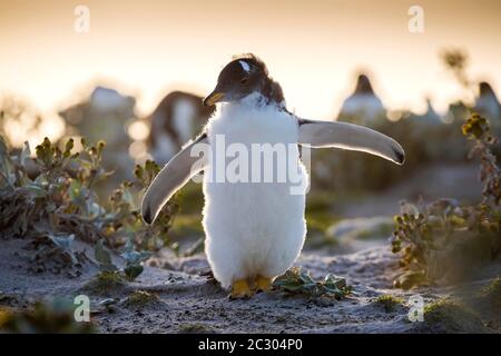 Giovane pinguino Gentoo (Pigoschelis papua) in molt, Volontario Point, Isole Falkland, Regno Unito Foto Stock