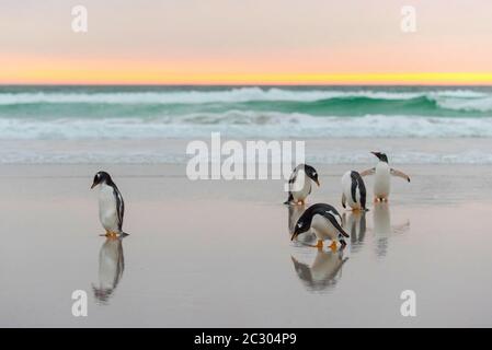 Pinguini Gentoo (Pigoschelis papua) sulla spiaggia alla luce del mattino, Volontario Point, Isole Falkland Foto Stock