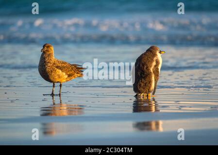 Grande skua (Stercorarius skua), uccello adulto, e pinguino Gentoo giovane (Pigoscelis papua) molting sulla spiaggia, Volontario Point, Isole Falkland Foto Stock