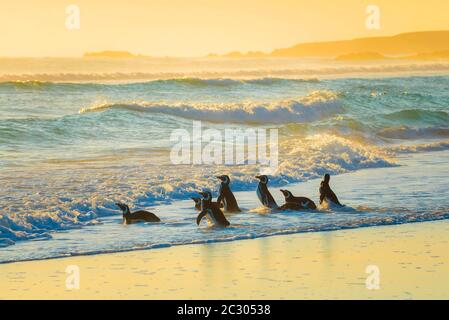 Pinguini magellanici (Sfenisco magellanicus) sulla strada per il mare nella luce del mattino, punto Volontario, Isole Falkland Foto Stock