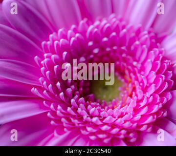 Bella gerbera rosa (Asteraceae) fiore in primo piano. Carino petali minuscoli in macro. Foto Stock