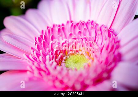 Bella gerbera rosa (Asteraceae) fiore in primo piano. Carino petali minuscoli in macro. Foto Stock