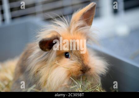 Leone capo coniglio, giovane animale, 10 settimane, mangia fieno, Baden-Wuerttemberg, Germania Foto Stock