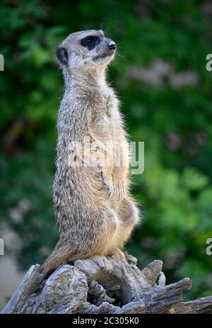 Meerkat (Suricata suricatta), in cattività, seduto su tronco d'albero che guarda fuori, Germania Foto Stock