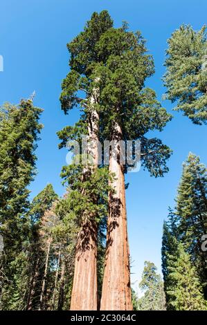 Sequoie giganti (Sequoiadendron giganteum), Twin Sisters, General Grant Tree Trail, Kings Canyon National Park, California, USA Foto Stock