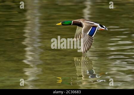 Il germano reale (Anas platyrhynchos) drake in volo, il Lago di Zugo, Zug, Svizzera Foto Stock