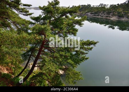 Corea del Nord. Monte Riserva della biosfera di Kumgang. Laguna Samil. Paesaggi incredibili. Pineta rossa coreana sulla riva del lago Samilpo Foto Stock