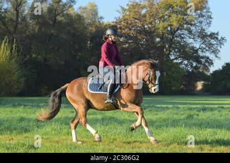 Rider sul pony Connemara che si scatena in autunno Foto Stock