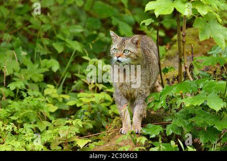 Gatto selvatico europeo (Felis silvestris silvestris), gatto tombelico in piedi su tronco di albero, prigioniero, Svizzera Foto Stock