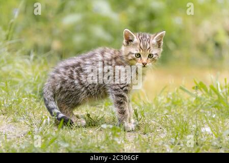 Gatto selvatico europeo (Felis silvestris silvestris), giovane animale, captive, Svizzera Foto Stock