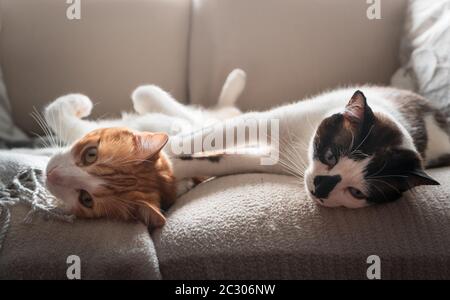 gatto bianco e marrone e gatto bianco e nero giacente su un divano, giocare prima di addormentarsi Foto Stock