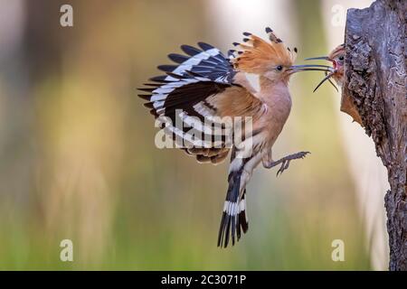 Hoopoe (Upupa epps) l'uccello vecchio alimenta il giovane uccello con la coda di lucertola, Middle Elbe Biosphere Reserve, Sassonia-Anhalt, Germania Foto Stock