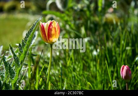 Rosso e giallo tulip flower Foto Stock