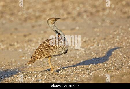 Housbara bustardmen (Chlamydotis undulata) nella luce serale nel semi-deserto di Fuerteventura, Isole Canarie, Spagna Foto Stock