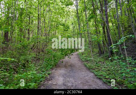 Percorso nella foresta con alberi alti Foto Stock