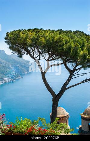 Ombrello nei giardini di Villa Rufolo, forse l'albero più fotografato d'Italia, affacciato sul Mar Tirreno, Ravello, Italia Foto Stock