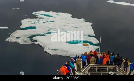 Turisti che guardano l'orso polare (Ursus maritimus) su Iceberg, Nunavut, Canada Foto Stock