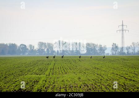 un campo già verde sprint in caduta sopra i vari cervi Foto Stock