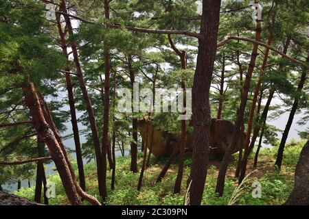 Corea del Nord. Monte Riserva della biosfera di Kumgang. Laguna Samil. Paesaggi incredibili. Pineta rossa coreana sulla riva del lago Samilpo Foto Stock