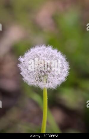 un dente di leone di fiore, sviluppato per pustebleblems con i semi Foto Stock