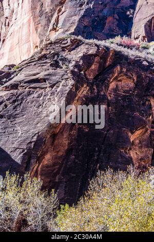 Piante che crescono lungo le scogliere di arenaria sul lungofiume Walk nello Zion National Park, Utah, USA Foto Stock