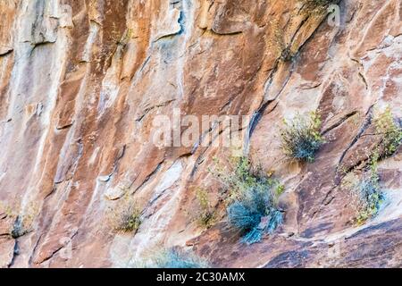 Giardini pensili sulle pareti colorate della scogliera di arenaria lungo la passeggiata lungo il fiume nel Parco Nazionale di Zion, Utah, Stati Uniti Foto Stock