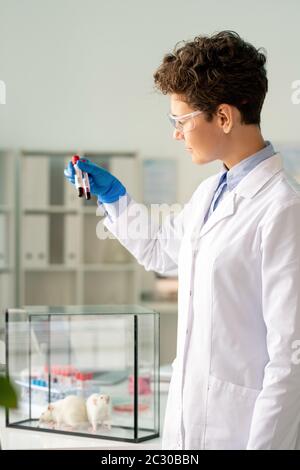 Scienziato farmaceutico in camice di laboratorio che studia infezione da coronavirus preparazione di sangue infetto per la sperimentazione su ratti Foto Stock