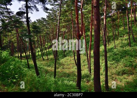 Corea del Nord. Monte Riserva della biosfera di Kumgang. Laguna Samil. Paesaggi incredibili. Pineta rossa coreana Foto Stock