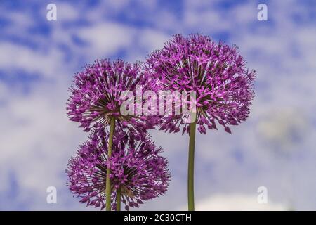 Tre splendidi allium blu in fiore. Foto Stock