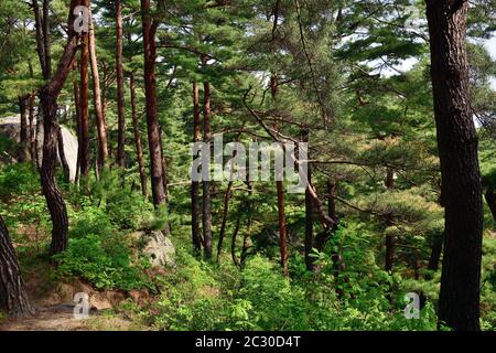 Corea del Nord. Monte Riserva della biosfera di Kumgang. Laguna Samil. Paesaggi incredibili. Pineta rossa coreana sulla riva del lago Samilpo Foto Stock