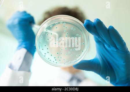 Sotto la vista del biologo che preleva un campione di sostanza testurizzata blu dalla piastra Petri mentre si svolge una ricerca in laboratorio Foto Stock