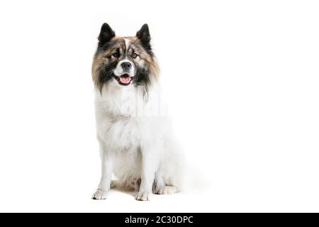 Ritratto di cute Elo cane. Misto cane di razza è seduto su sfondo bianco. Intera lunghezza di animale domestico canino. Foto Stock