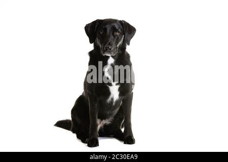 Black Australian Shepherd e Labrador razza mista cane. Ritratto di animale domestico è seduto su sfondo bianco. Foto Stock