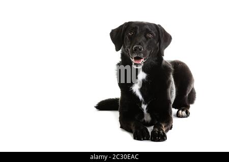 Black Australian Shepherd e Labrador razza mista cane. Ritratto di animale domestico è seduto su sfondo bianco. Foto Stock