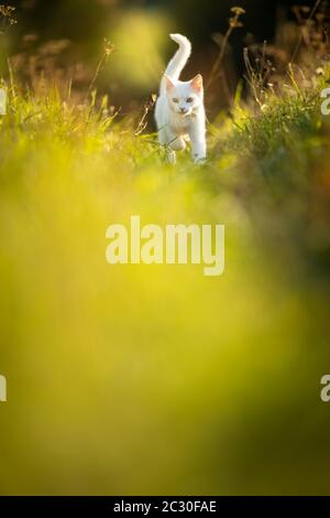 Estremamente carino gattino bianco su un bel prato, giocare al di fuori - dolce animale domestico a giocare al di fuori Foto Stock