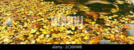 Foglie autunnali galleggianti sull'acqua nel Cottonwood Creek, Grand Teton National Park, Wyoming, USA Foto Stock