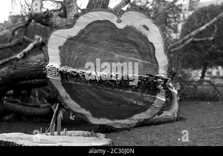 AJAXNETPHOTO. FEBBRAIO 1976. SOUTHSEA, PORTSMOUTH, INGHILTERRA. - OTTENERE LA POLPETTA - GLI ALBERI DI ELM MATURI CHE CONDUCONO DALLA TERRAZZA DI SOUTHSEA ATTRAVERSO IL COMUNE VERSO IL MOLO ABBATTUTO A CAUSA DELLA MALATTIA DI ELM.PHOTO:JONATHAN EASTLAND/AJAX REF:760402 20 16A Foto Stock