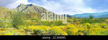 Brittlebush (Encelia farinosa) e chuparosa (Justicia californica) in fiore in primavera, nel Parco Nazionale del deserto di Anza Borrego, California, USA Foto Stock