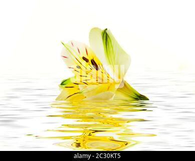 Fiore di Alstroemerias che galleggia in acqua su sfondo bianco Foto Stock