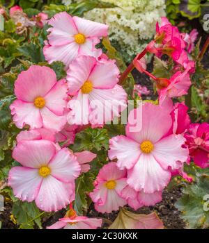 Fiori rosa begonia, Stati Uniti Foto Stock