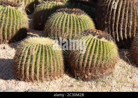 Echinocactus grusonii, cactus dorato del barile, cactus dorato della sfera in Parque Paloma, Benalmadena, Spagna Foto Stock