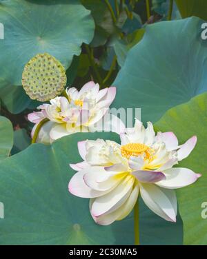 Fiori di giglio d'acqua, giardino di Chanticleer, Wayne, Pennsylvania, Stati Uniti Foto Stock