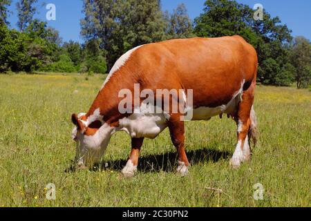 Mucca bianca e marrone pascolando. Foto Stock