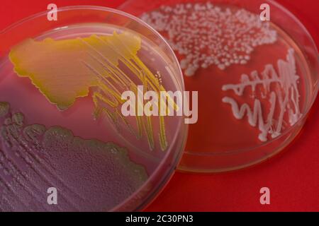 Capsule di Petri con colonie batteriche su sfondo rosso. Primo piano Foto Stock