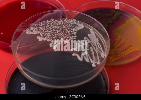 Capsula di Petri con batteri su sfondo rosso. Batteri Candida albicans su piastra di agar Foto Stock