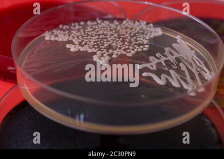 Capsula di Petri con batteri su sfondo rosso. Batteri Candida albicans su piastra di agar Foto Stock